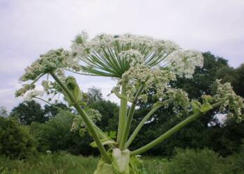 heracleum sosnowskyi 003 2024 06 23 112158