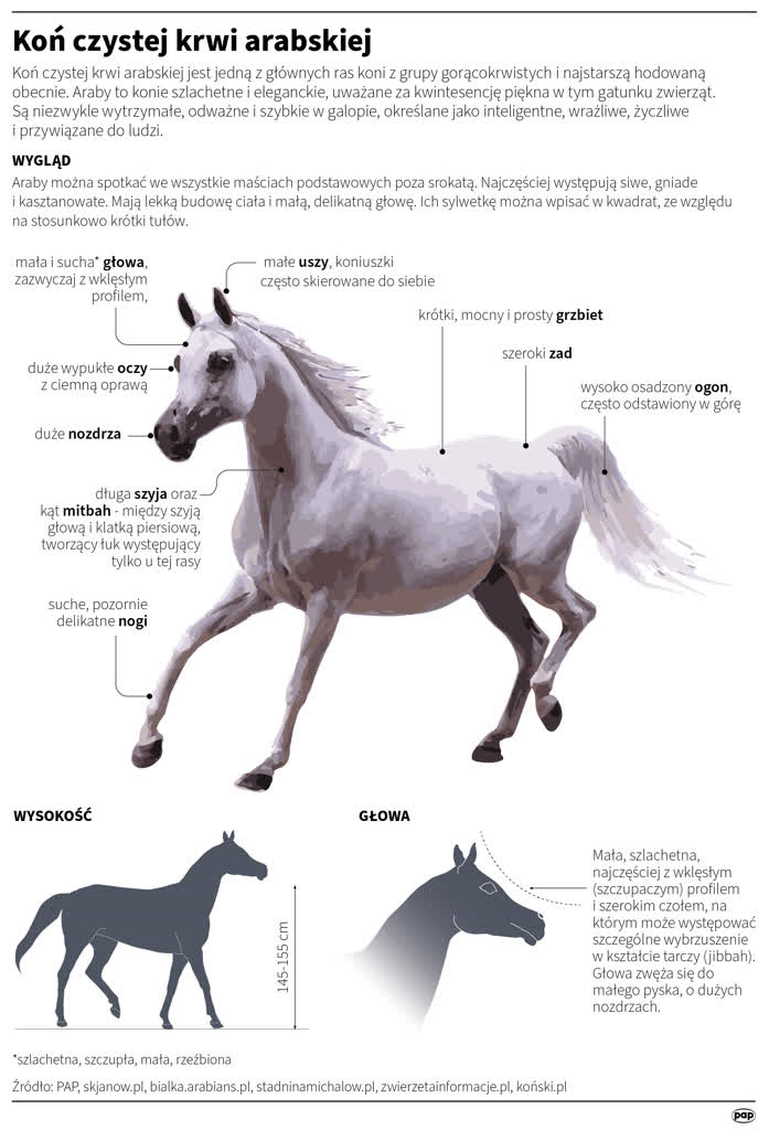 15 klaczy i 3 ogiery. Aukcja Pride of Poland już niebawem 2 igrafika_20240625_07.png