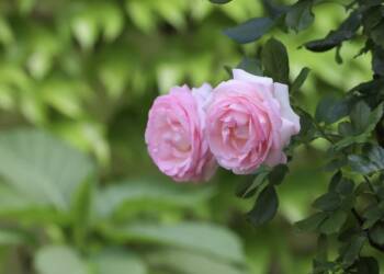 img 8504 2024 06 01 013008