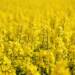 oilseed rape 5098369 1280 2024 06 14 181951