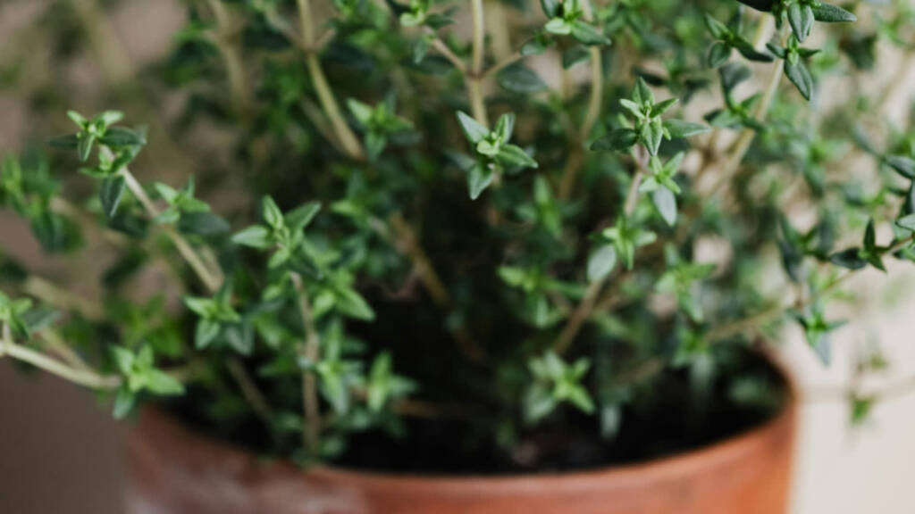 pexels karolina grabowska 4207793 2024 06 04 074059