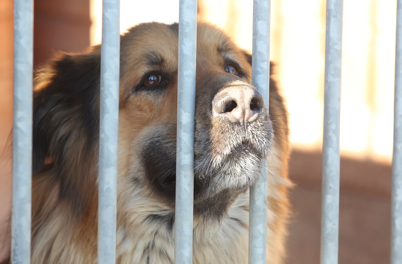 Wyjeżdżając na wakacje zadbajmy o komfort swoich zwierząt. Nie porzucajmy ich! 2 pm_SCHRONISKO-050221-015.jpg