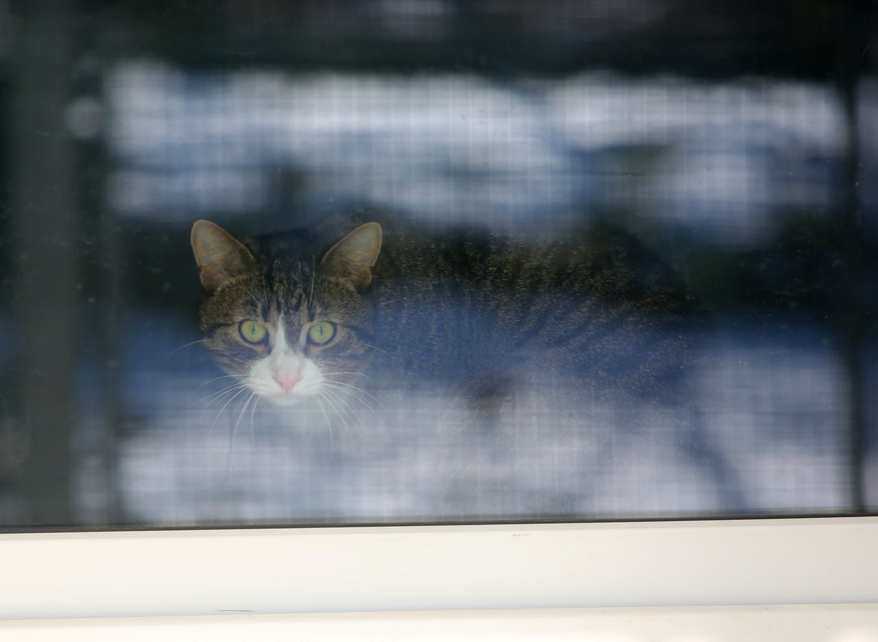 Wyjeżdżając na wakacje zadbajmy o komfort swoich zwierząt. Nie porzucajmy ich! 3 pm_SCHRONISKO-050221-020.jpg