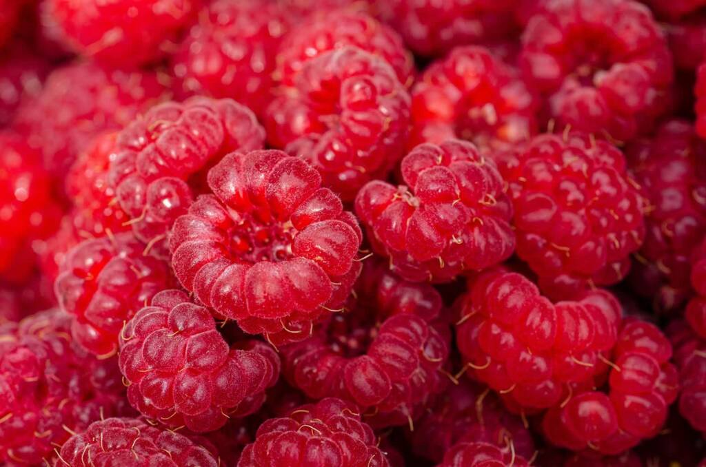 raspberries 7313700 1280 2024 06 06 210338