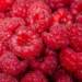 raspberries 7313700 1280 2024 06 06 210338