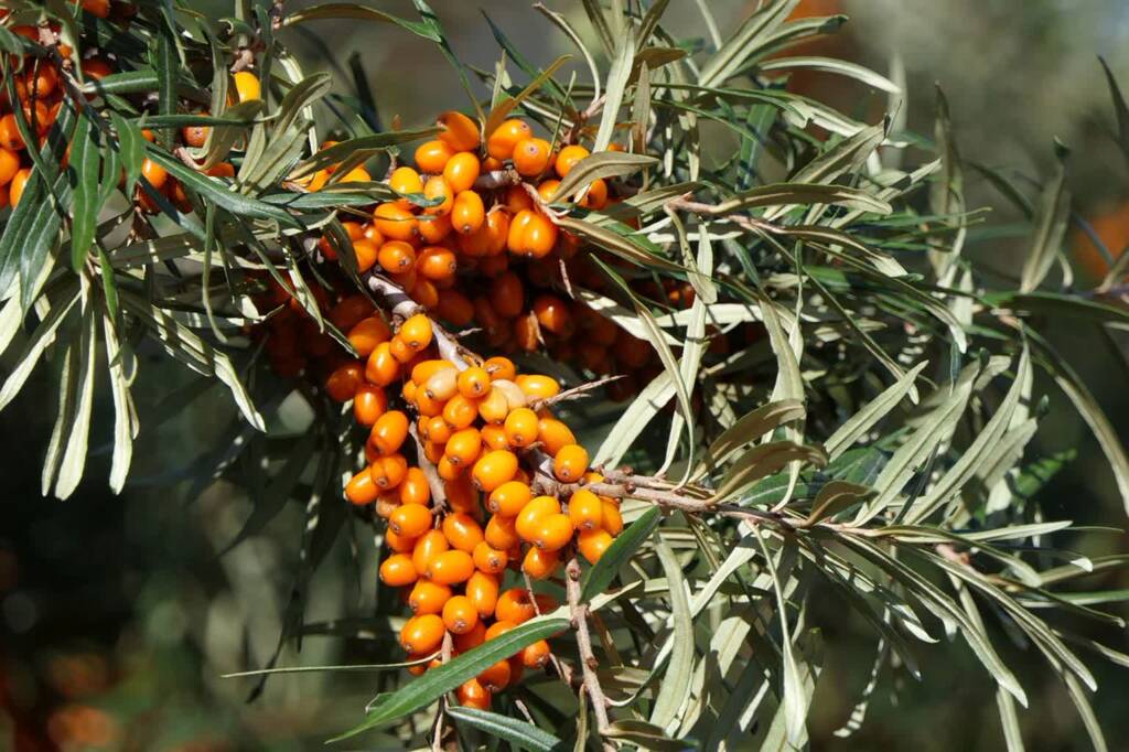 sea buckthorn 3701975 1280 2024 06 24 083411