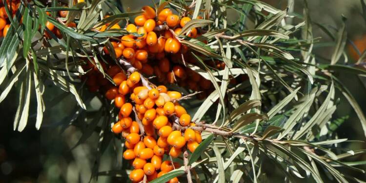 sea buckthorn 3701975 1280 2024 06 24 083411