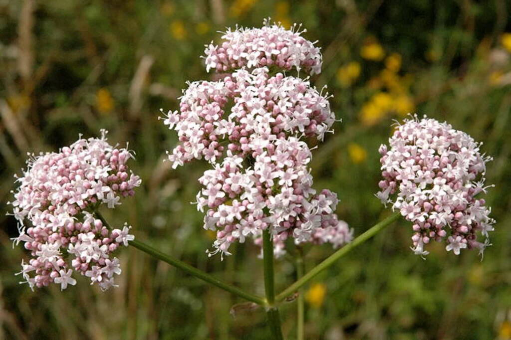 valeriana.officinalis. .lindsey 2024 06 18 085602