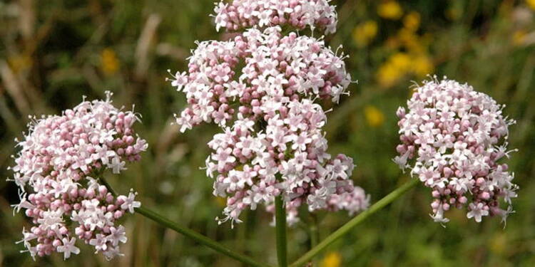 valeriana.officinalis. .lindsey 2024 06 18 085602