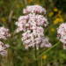 valeriana.officinalis. .lindsey 2024 06 18 085602