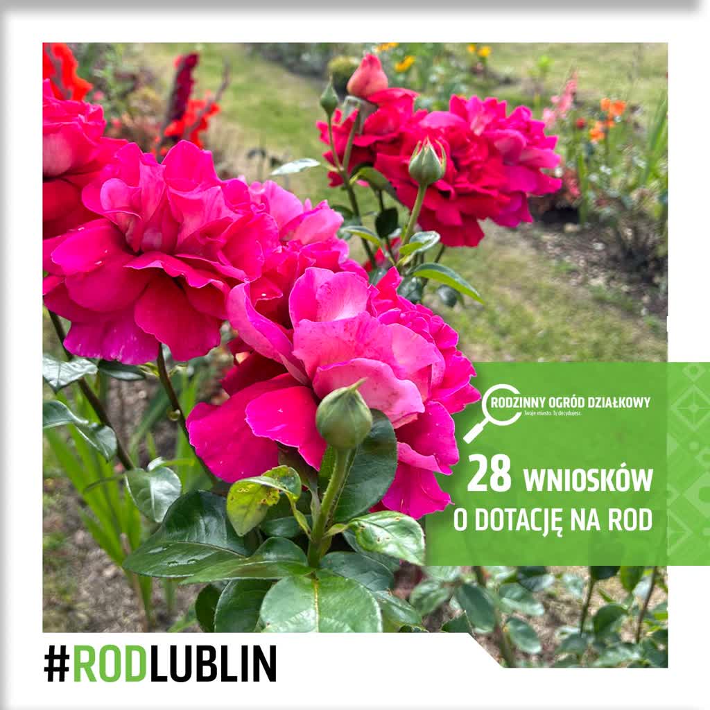Ogródki działkowe z miejskim dofinansowaniem 2 28 wniosków o dotacje na ROD.jpg