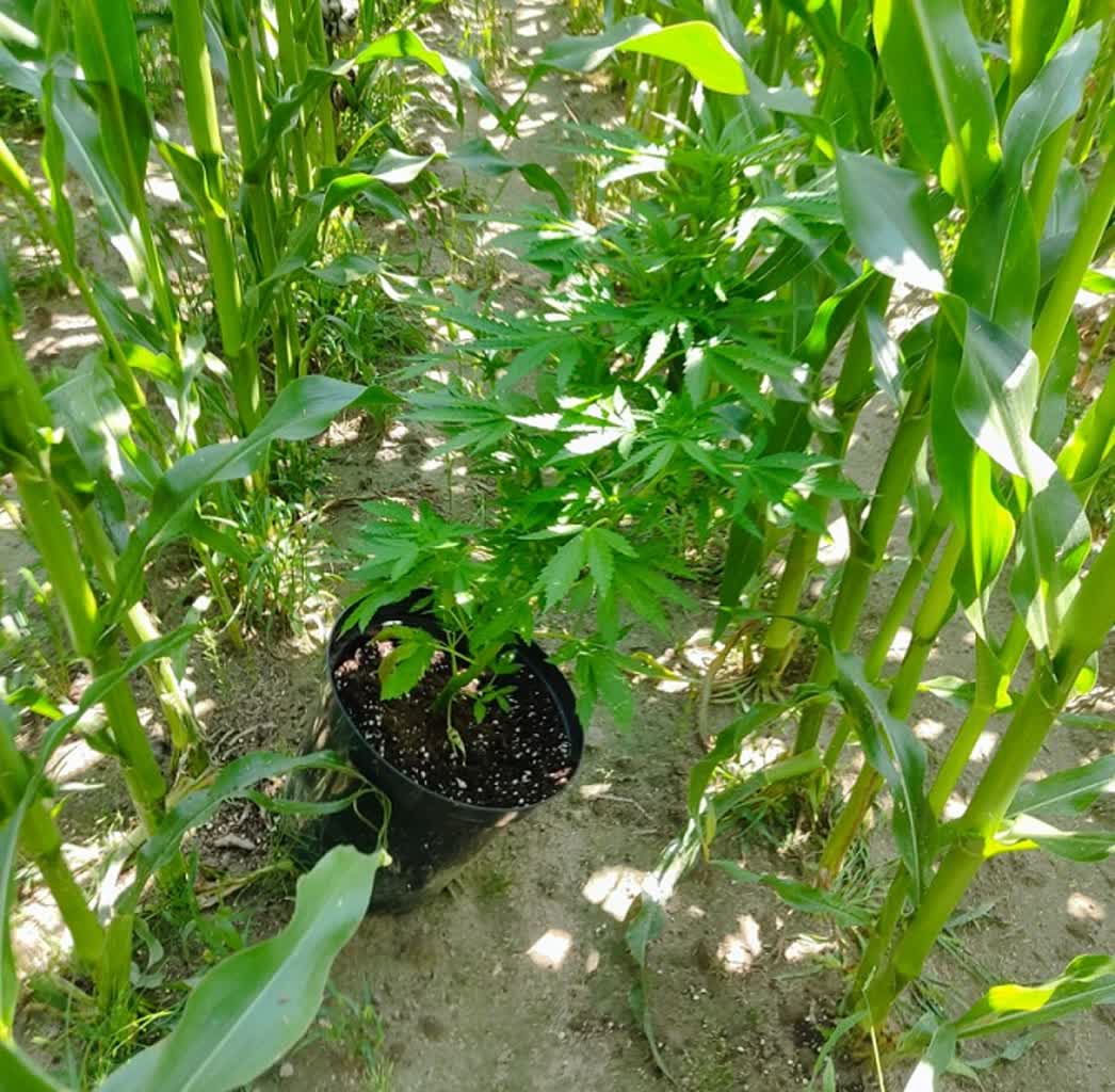 Kukurydza nie pomogła. 42-latek odpowie za uprawianie konopi indyjskich 2 343-247719.jpg