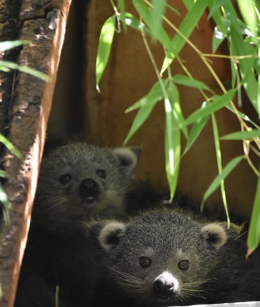 Zamojskie kotoniedźwiedzie doczekały się potomstwa 2 449624416_905170461654338_8596123357931692128_n.jpg