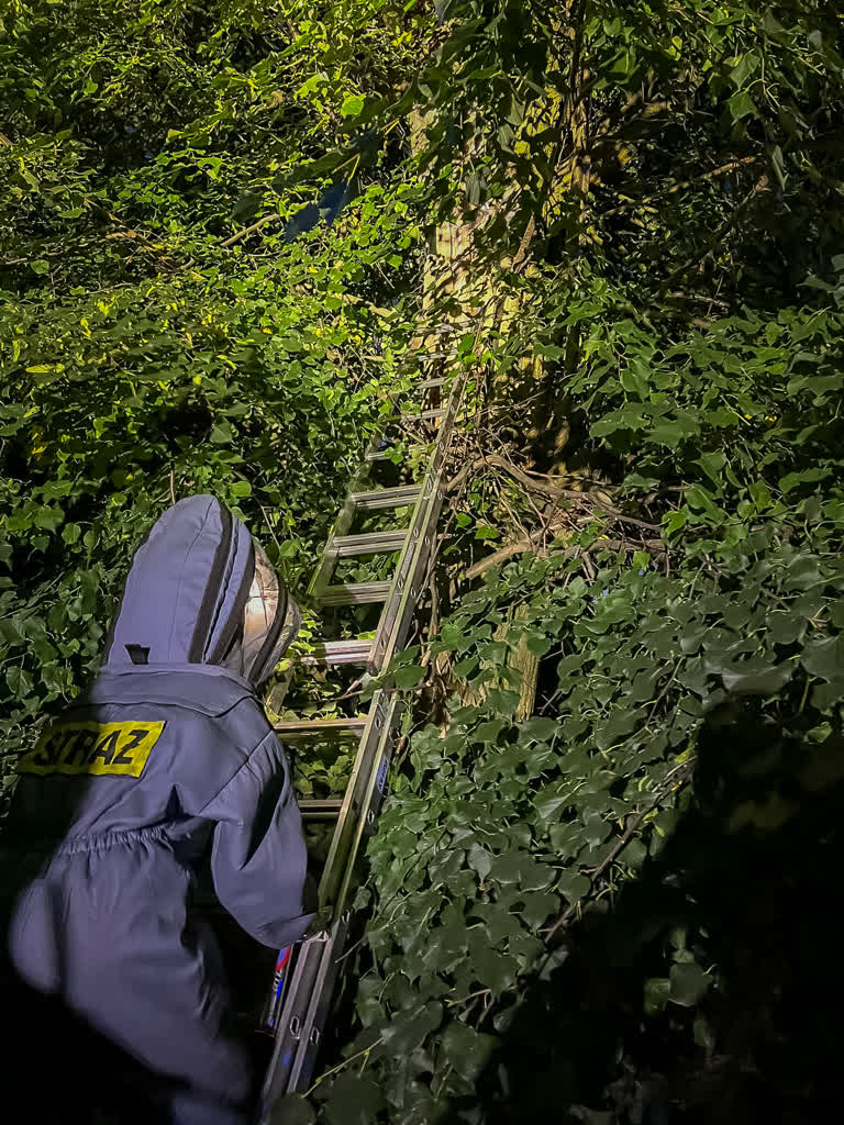 Mogą stanowić realne zagrożenie. W ich usunięciu nie zawsze pomogą strażacy 3 452926209_880552160770818_6450202958399130621_n.jpg