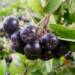 800px aronia melanocarpa 2024 07 02 154102