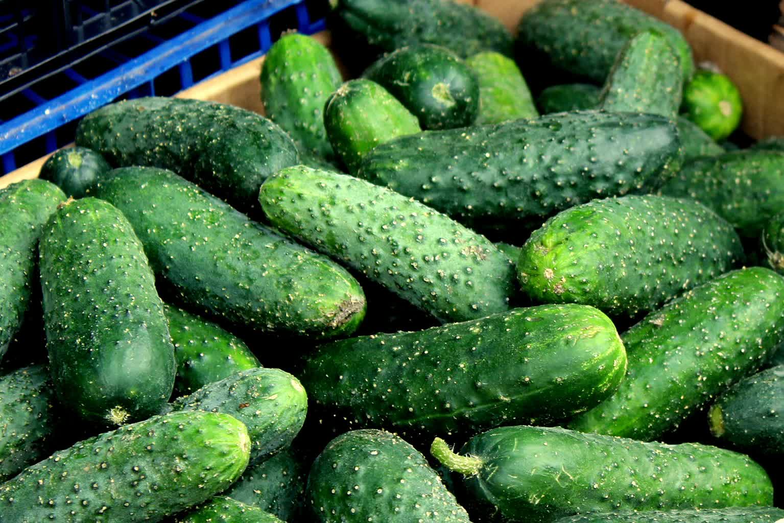 Tak źle nie było od lat! Grzyb niszczy ogórki 2 cucumbers-7258277_1280.jpg