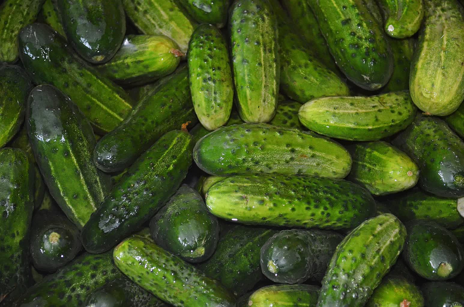 Tak źle nie było od lat! Grzyb niszczy ogórki 3 cucumbers-863808_1280.jpg