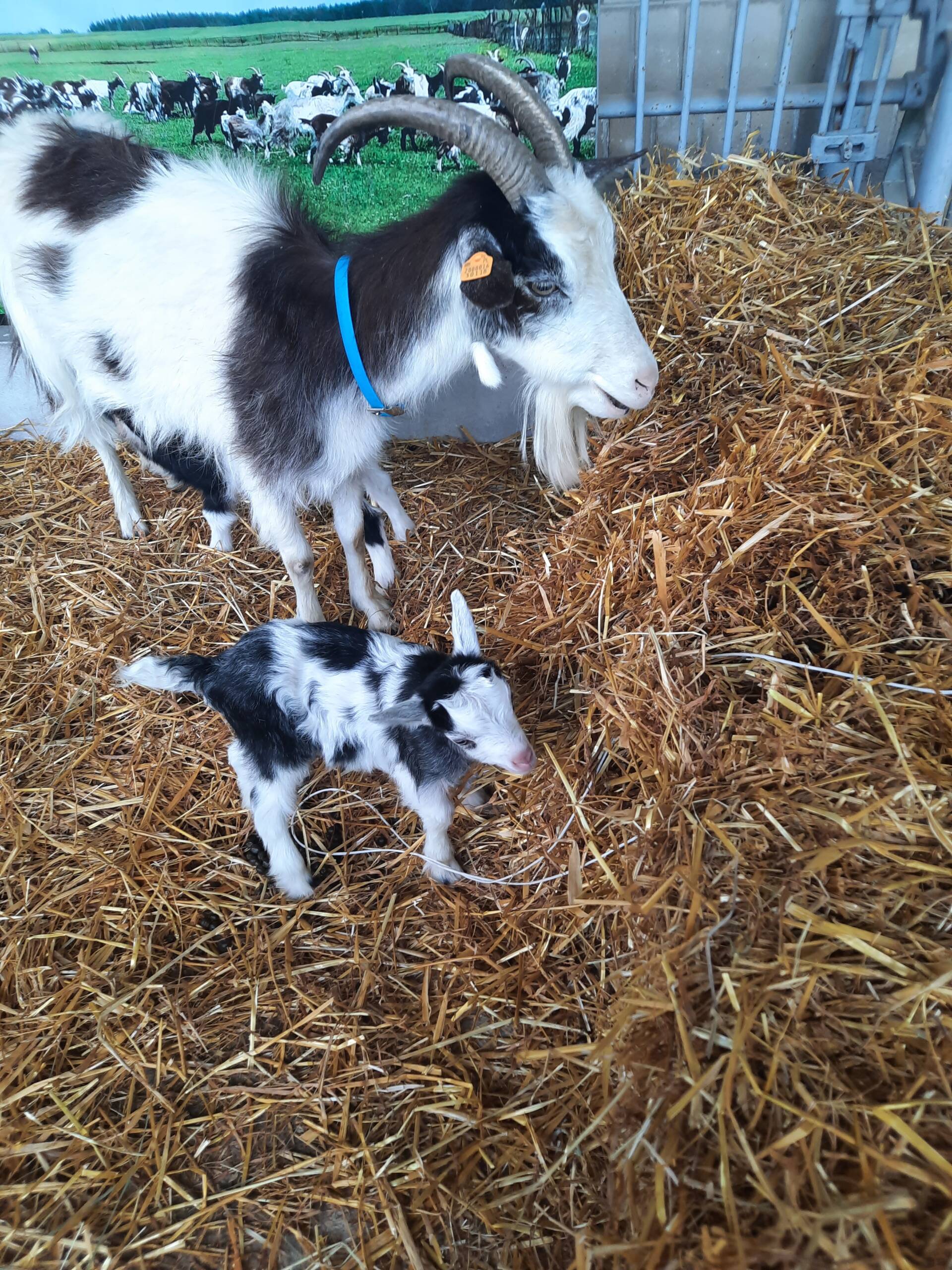 18.07.2024 Agrobiznes - o hodowli kóz 2 fot kozy.jpg