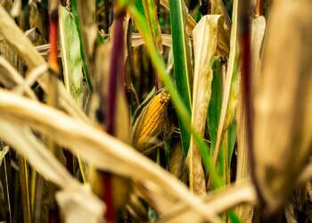 pexels mfi97 614006 2024 07 09 185946