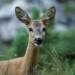 roe deer g7c977ddfa 1920 2024 07 09 185608