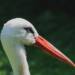 stork 7301068 1280 2024 07 06 074457