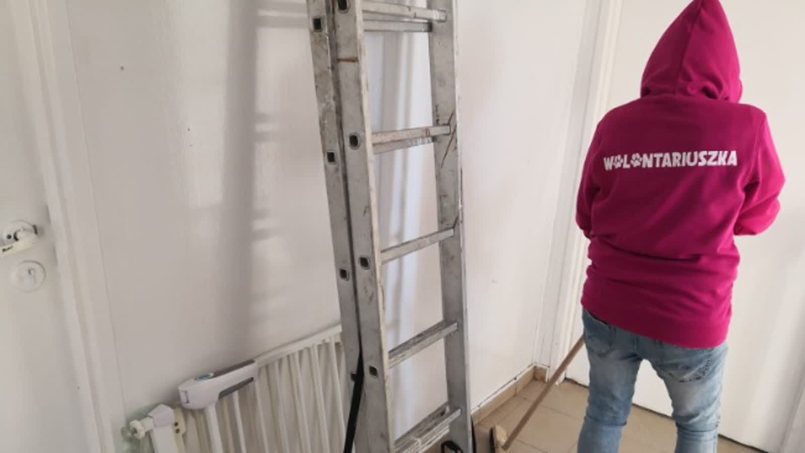 Walczą o życie piesków. Zbiórka na remont zamojskiej szczeniakarni 5 story_351214_1720172466.jpeg