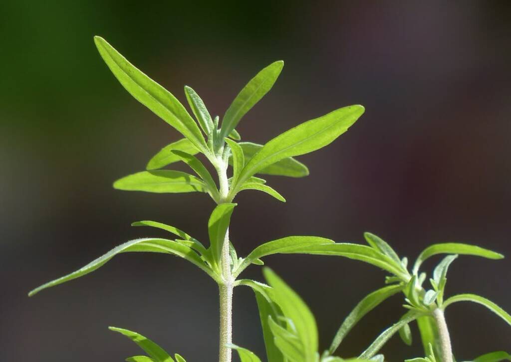 summer savory 115371 1280 2024 07 16 085250