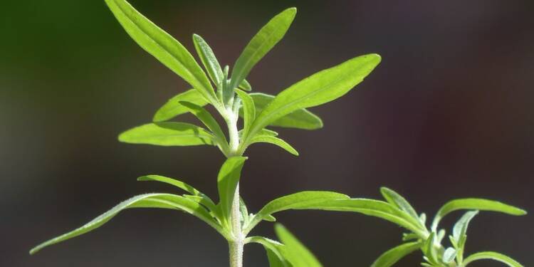 summer savory 115371 1280 2024 07 16 085250