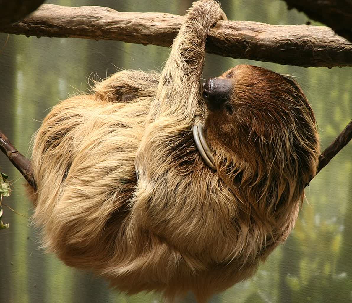 800px choloepus didactylus 2 buffalo zoo 2024 08 29 062851