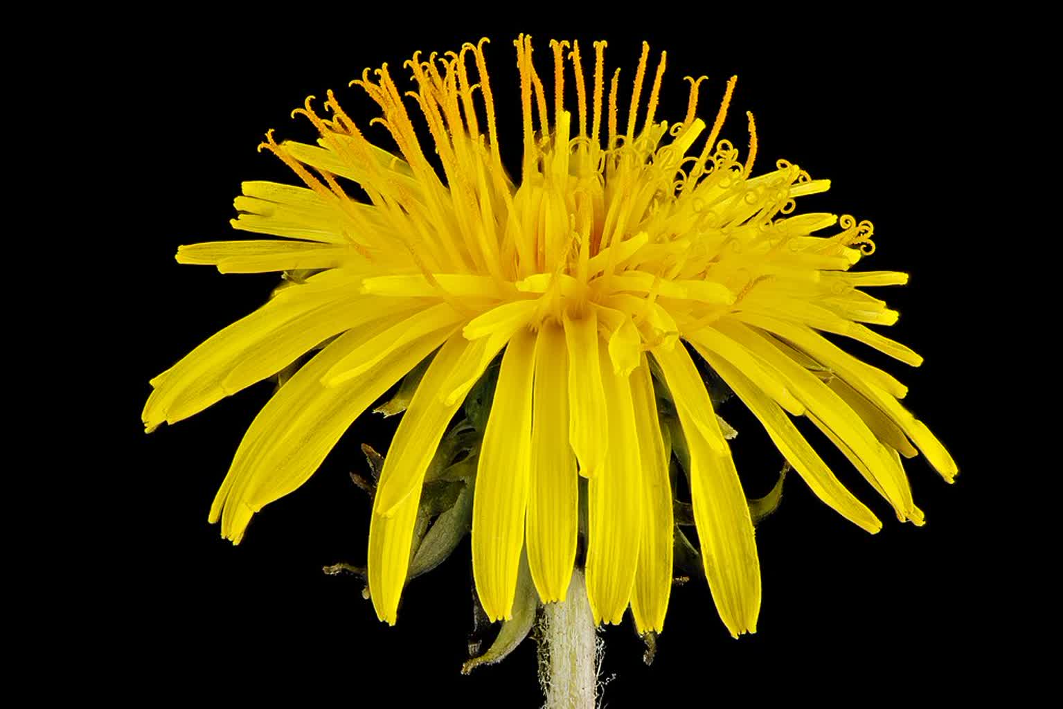 dandelion side 2013 04 11 13.56.41 zs pmax 8646533282 2024 08 13 071545