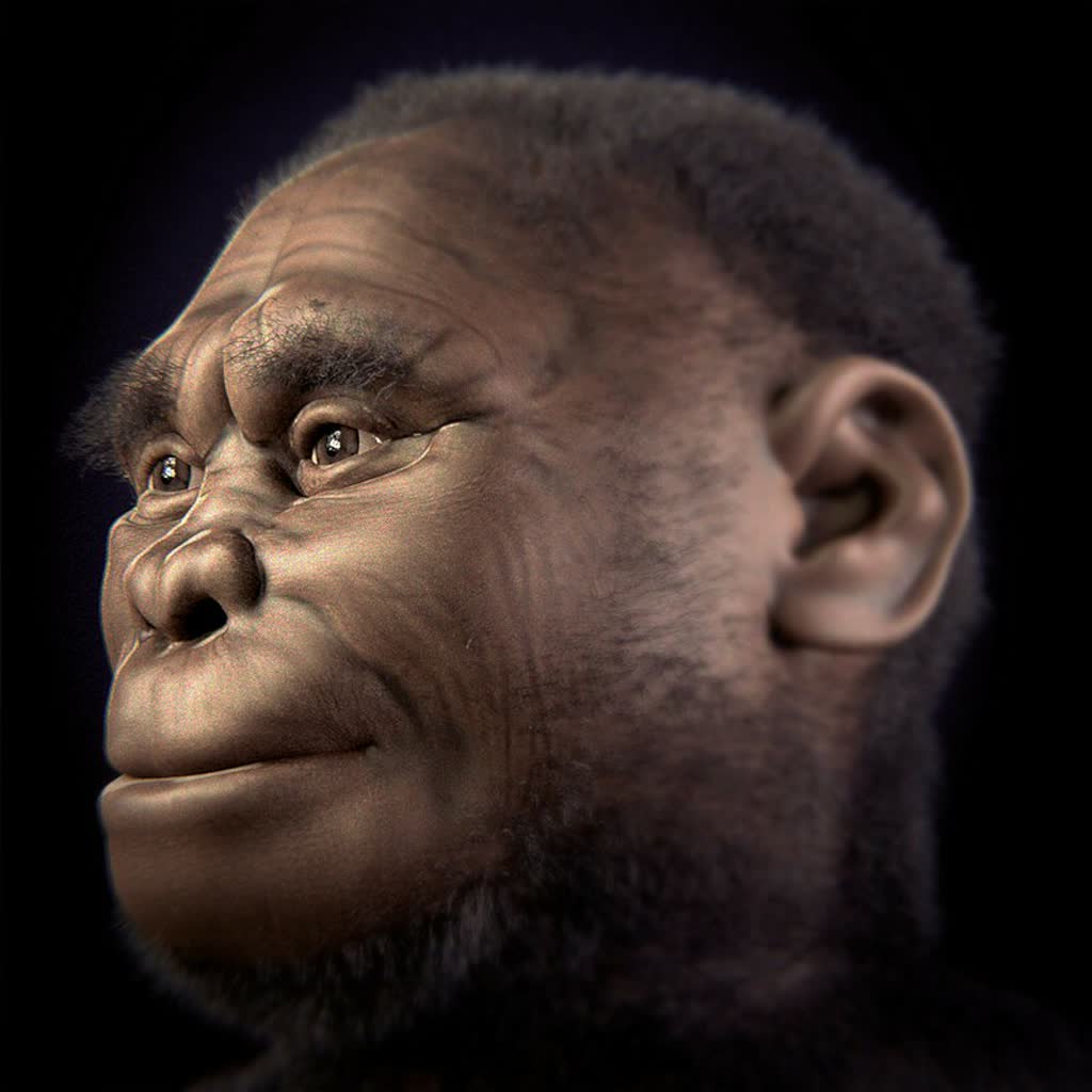 homo floresiensis v 2 0 2024 08 09 083159