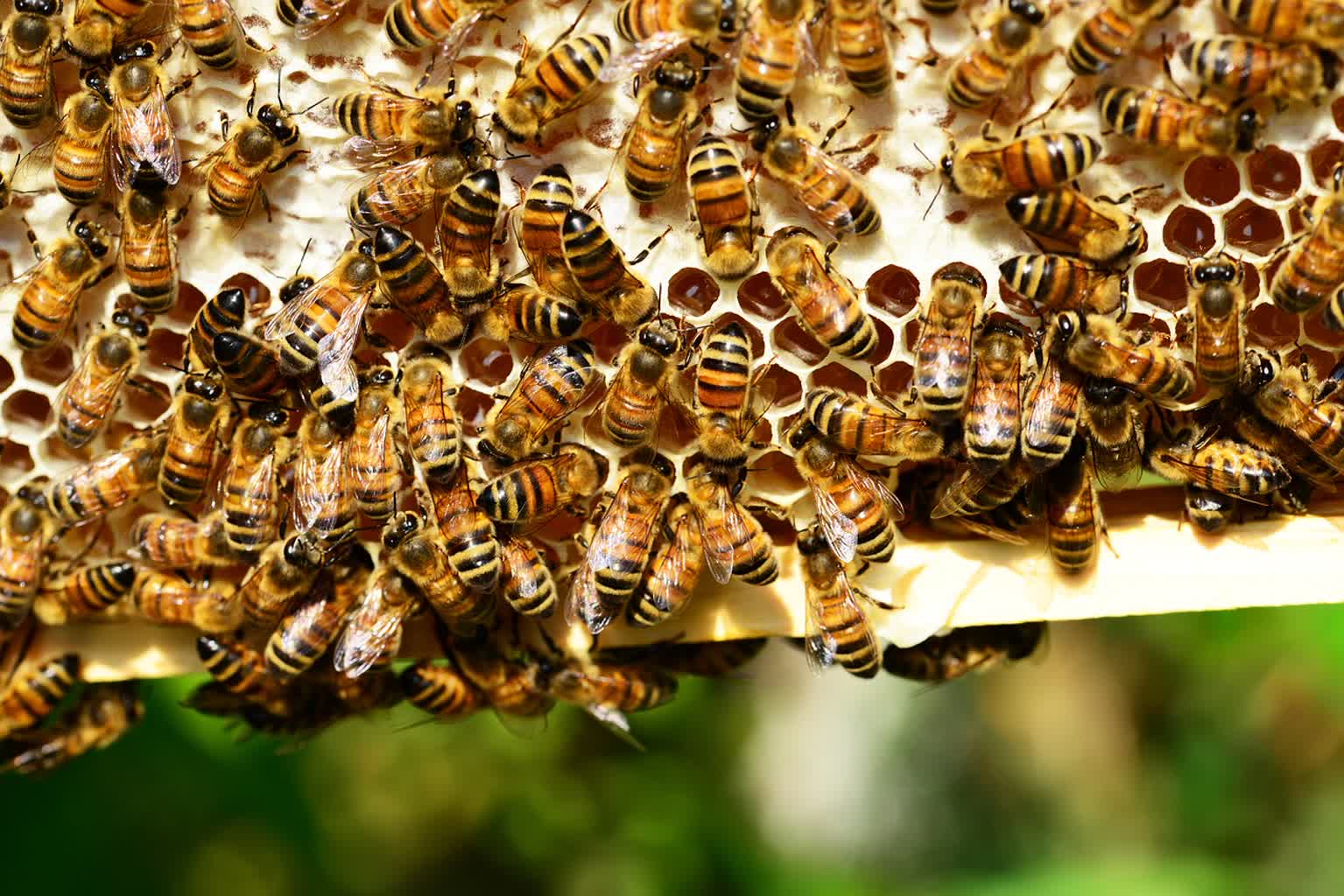 honey bees 401238 1280 2024 08 30 081739