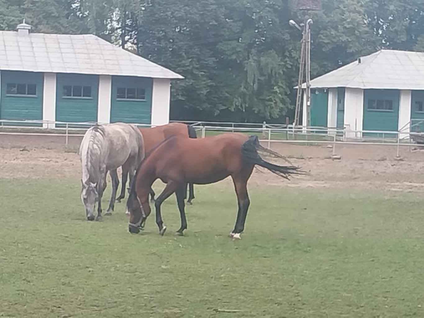 „Największa koncentracja piękna na metrze kwadratowym”. Pokaz i aukcja w Janowie Podlaskim 4 IMG_20240806_180436.jpg