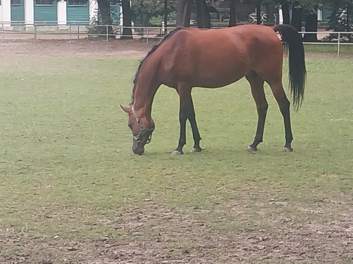 „Największa koncentracja piękna na metrze kwadratowym”. Pokaz i aukcja w Janowie Podlaskim 3 IMG_20240806_180440.jpg