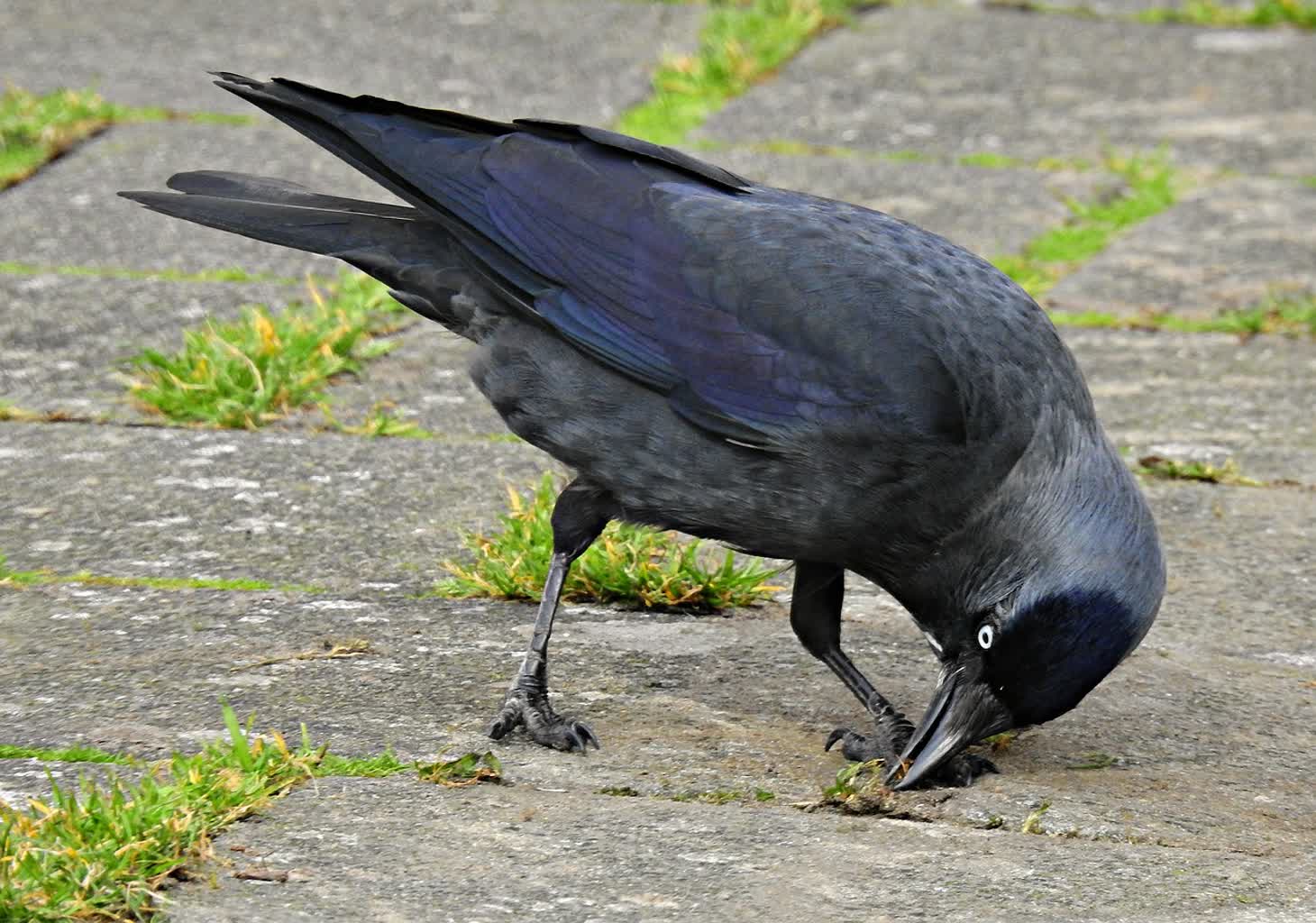 jackdaw 4938739 1280 2024 08 21 154522