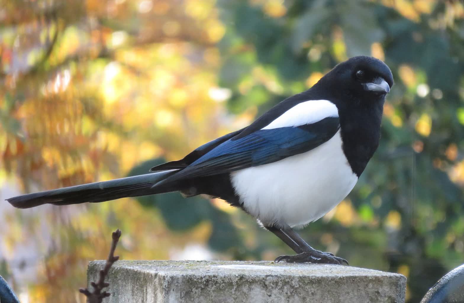 magpie 4611401 1280 2024 08 13 220702