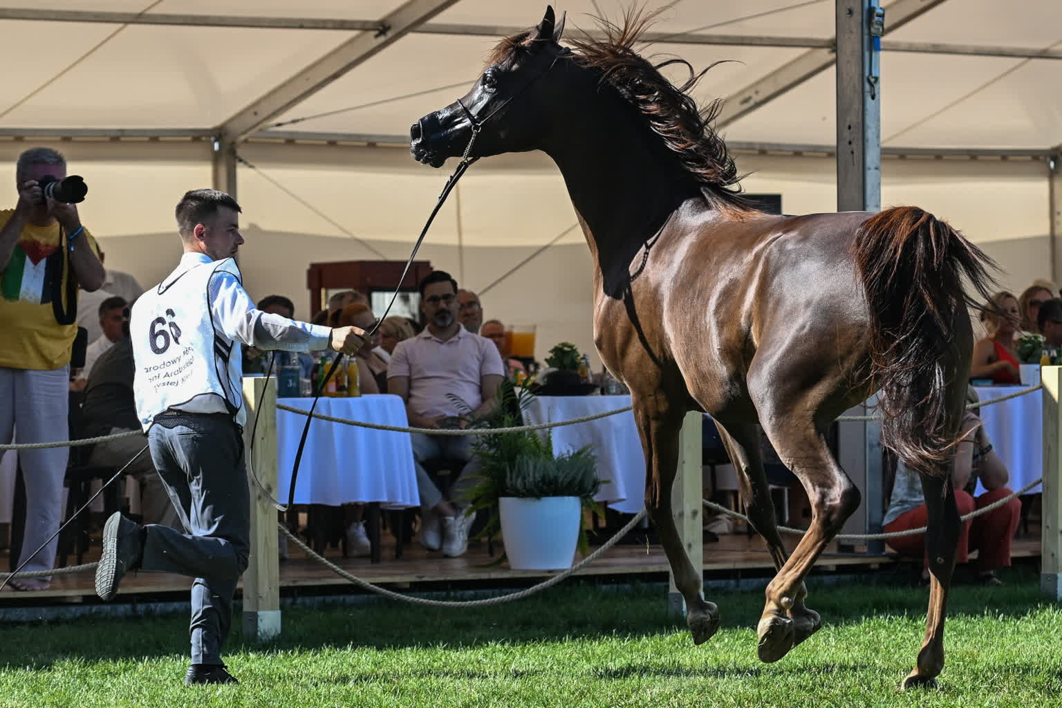 Ekspert: polskie araby wciąż mogą wygrywać z końmi z Bliskiego Wschodu 2 mid-24810371.jpg