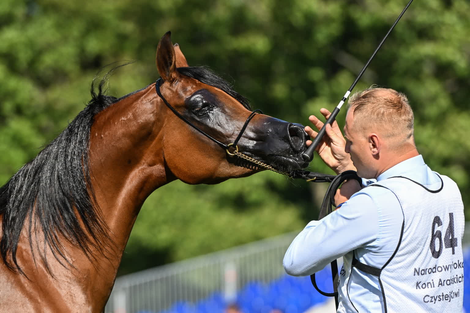 Aukcja Pride of Poland. Faworytką klacz z Michałowa 2 mid-24810376.jpg