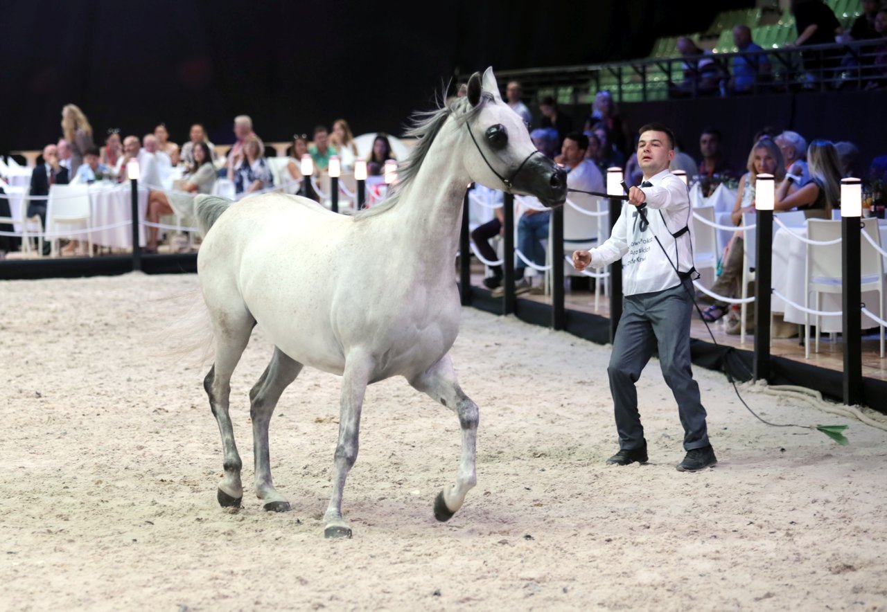 2023-08-12T13:54:23:99 ,  Fot. Piotr Michalski  2023.08.12. JANOW PODLASKI . STADNINA KONI . NARODOWY POKAZ KONI ARABSKICH CZYSTEJ KRWI . XLV POLISH NATIONAL ARABIAN HORSE SHOW . PRIDE OF POLAND 2023 . POKAZY KLACZY . 
FOT. PIOTR MICHALSKI