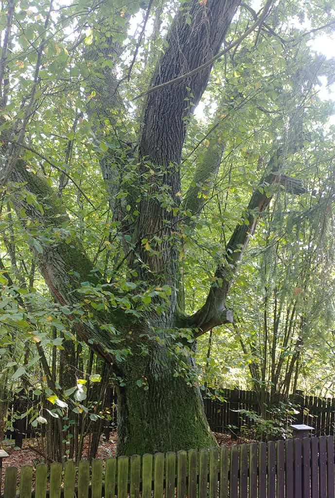 Pisał o tym Reymont. „Święte” pomniki przyrody w lesie 2 120827437_2695500507429656_5982017103677600321_n.jpg