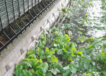 20240819 175208 2024 09 27 200751