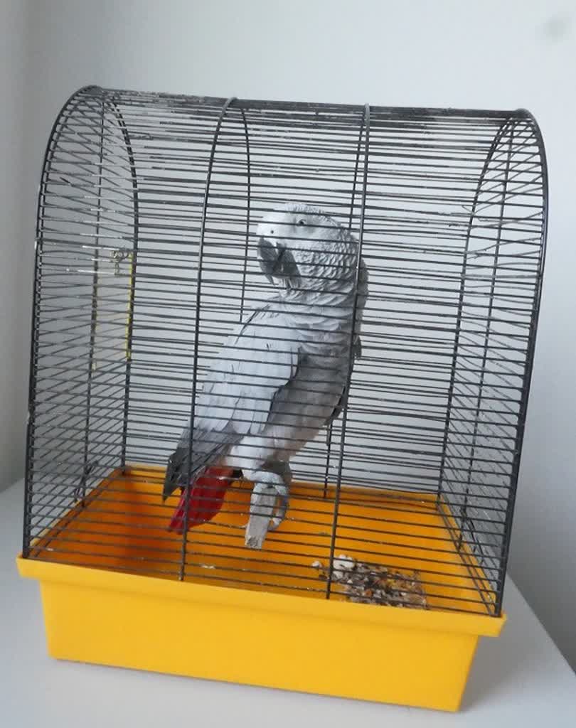 Papuga zatrzymana na granicy w Zosinie. Nie miała dokumentów 2 20240910_papuga(2).JPG