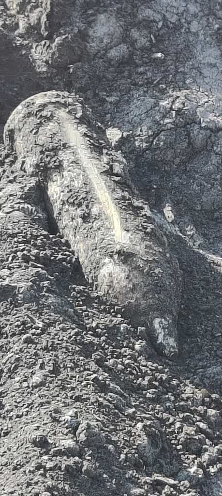 Pocisk artyleryjski nieopodal Ludwina. Znalazła go mieszkanka gminy 2 351-249885.jpg