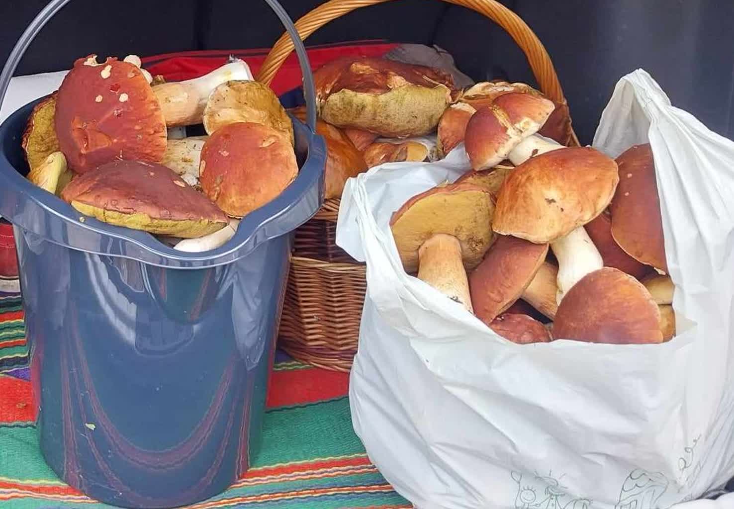 Wysyp grzybów w lasach regionu. Na co należy uważać? 2 460676381_1042582604328199_1797304279364828451_n.jpg