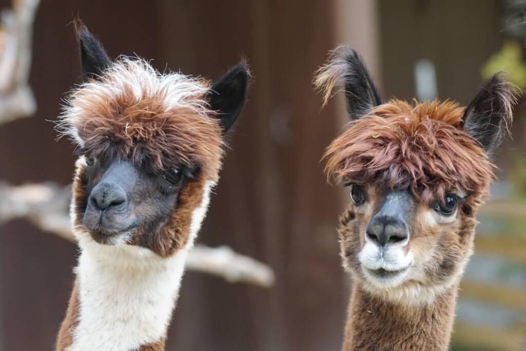 alpaca 984887 1280 2024 09 24 124930