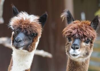 alpaca 984887 1280 2024 09 24 124930