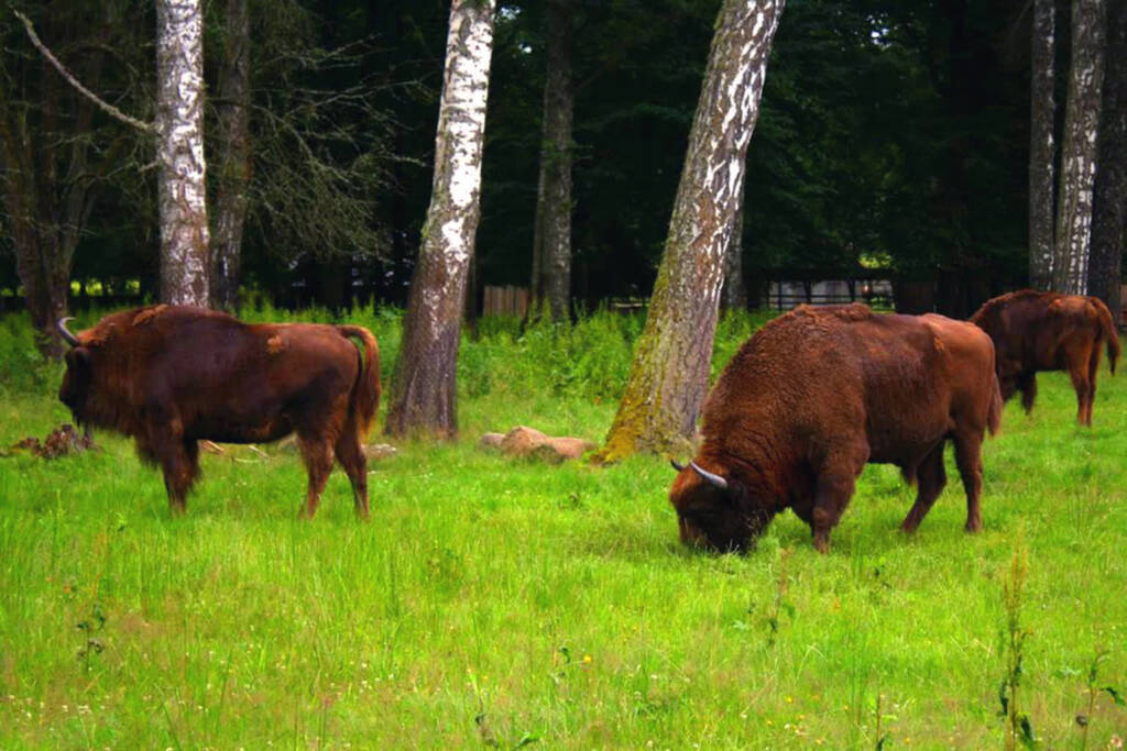 bialowieski park narodowy03 23a 2024 09 14 163248