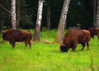 bialowieski park narodowy03 23a 2024 09 14 163248