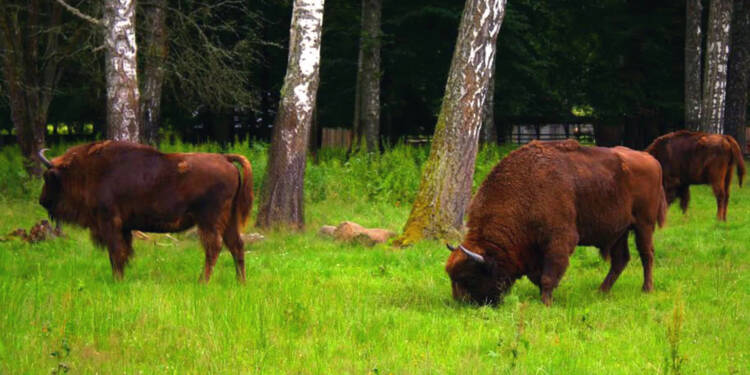 bialowieski park narodowy03 23a 2024 09 14 163248