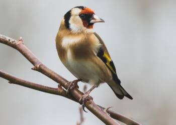 goldfinch 6876588 1280 2024 09 21 082426